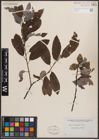 Foto von Salix discolor Muhl.
